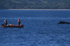 baleia-jubarte-e-resgatada-apos-ficar-presa-em-cabo-de-pesca-de-80-metros-em-ilhabela,-sp