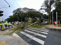 queda-de-arvore-interdita-transito-no-centro-de-sao-jose-dos-campos,-sp