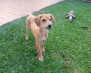 video:-morador-de-rua-furta-filhote-de-cachorro-de-imovel-no-interior-de-sp