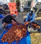 pesquisadores-recolhem-quase-600-kg-de-coral-invasor-no-arquipelago-de-alcatrazes