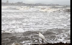 defesa-civil-de-sp-emite-alerta-para-possibilidade-de-ondas-de-ate-2,5-metros-no-litoral-norte