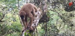 ameacados-de-extincao,-muriquis-do-sul-sao-flagrados-por-cameras-nas-copas-de-arvores-em-pindamonhangaba