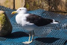 gaivota-e-devolvida-a-natureza-apos-passar-por-seis-meses-de-reabilitacao-em-ubatuba,-sp