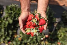 conheca-mais-sobre-a-producao-de-morangos-da-cidade-de-atibaia