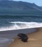 video:-foca-e-flagrada-descansando-em-praia-do-litoral-norte-de-sp