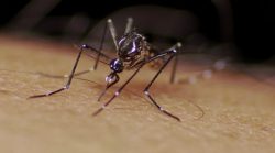 indice-larvario-coloca-caraguatatuba-em-situacao-de-alerta-para-a-dengue