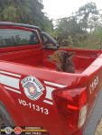 cachorro-e-resgatado-por-bombeiros-apos-cair-em-corrego-em-guaratingueta,-sp