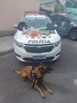 com-apoio-de-cao-farejador,-pm-apreende-5,5-kg-de-drogas-em-jacarei