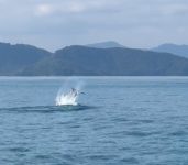 baleias-jubartes-adulta-e-filhote-sao-flagradas-em-ubatuba,-sp;-video