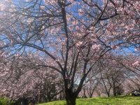 alta-temporada-das-cerejeiras-atrai-milhares-de-turistas-a-campos-do-jordao;-veja-fotos-e-video