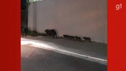 familia-de-capivaras-e-flagrada-passeando-em-avenida-no-interior-de-sp;-video