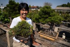 brasileira-domina-arte-do-bonsai-e-mantem-viveiro-com-mais-de-mil-miniarvores:-‘nao-aceitavam-mulher’