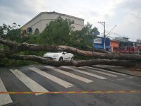 temporal-derruba-arvores-de-grande-porte,-causando-interdicao-de-vias-e-falta-de-energia-em-atibaia,-sp