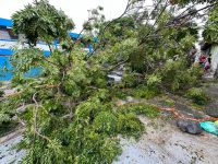 temporal-com-ventos-de-ate-85-km/h-derruba-mais-de-20-arvores-em-sao-jose;-zona-sul-e-a-mais-afetada