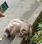 fotos:-bicho-preguica-e-flagrado-atravessando-a-rodovia-rio-santos-em-ubatuba,-sp