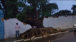 arvore-cai-e-destroi-muro-de-cemiterio-durante-temporal-em-jacarei,-sp