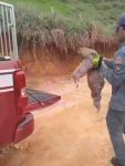 bicho-preguica-e-resgatado-pelo-corpo-de-bombeiros-em-fazenda-de-cunha;-veja-video