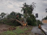 tempestade-com-ventos-de-quase-70-km/h-derrubou-ao-menos-20-arvores-em-taubate,-sp