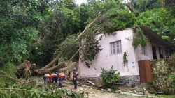 temporal-atinge-o-litoral-norte-de-sp-e-provoca-mais-de-30-quedas-de-arvores