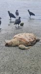 tartaruga-cabecuda-e-encontrada-morta-em-praia-de-caraguatatuba,-sp