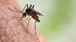 casos-confirmados-de-dengue-crescem-36%-nos-10-primeiros-meses-do-ano-em-jacarei,-sp