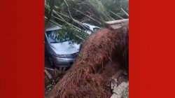 temporal-derruba-arvores-sobre-carros-na-praia-do-sape-em-ubatuba;-video-mostra-forca-do-vento-e-estragos