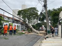 chuva-e-vento-fortes-derrubam-arvores-sobre-fios-e-deixam-cidades-da-grande-sp-sem-energia-e-agua;-interior-e-litoral-tem-desabamentos