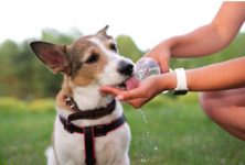 quais-devem-ser-os-cuidados-com-os-pets-durante-o-verao?