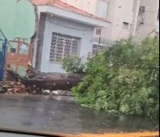 temporal-provoca-queda-de-arvore-de-grande-porte-na-av.-9-de-julho-em-taubate;-video