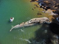 video:-baleia-de-12-metros-e-encontrada-morta-na-ilha-anchieta,-em-ubatuba