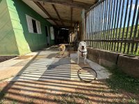 carro-usado-por-tutor-de-bull-terrier-que-atacou-e-matou-fox-foi-monitorado-pela-policia-civil-antes-de-prisao-no-sul-de-mg