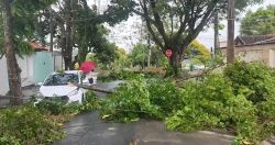 chuva-causa-alagamento,-queda-de-arvore-e-destelha-parte-de-casa-em-sao-jose