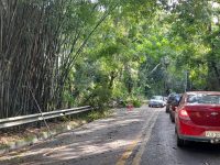 queda-de-arvore-bloqueia-sp-50-e-gera-congestionamento