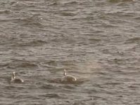 grupo-com-cerca-de-10-orcas-e-visto-no-mar-do-litoral-norte-de-sp