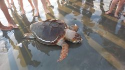 tartaruga-cabecuda-e-encontrada-morta-em-praia-de-caraguatatuba-(sp);-especie-esta-ameacada-de-extincao