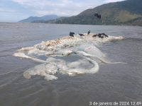 carcaca-de-baleia-e-encontrada-em-praia-em-sao-sebastiao,-no-litoral-norte-de-sp