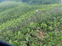 mata-tomada-por-eucaliptos-e-de-dificil-acesso:-como-e-local-onde-helicoptero-desaparecido-ha-12-dias-foi-encontrado