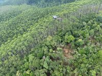 mata-fechada,-rapel-e-tempo-ruim:-como-sera-o-resgate-dos-corpos-dos-ocupantes-de-helicoptero-que-caiu-em-sp-rumo-a-ilhabela