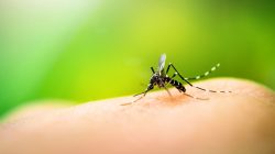 jacarei-confirma-primeira-morte-por-dengue-em-2024;-vitima-e-um-idoso-de-84-anos