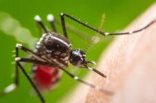 jacarei-confirma-segunda-morte-por-dengue-em-2024;-vitima-e-um-idoso-de-74-anos