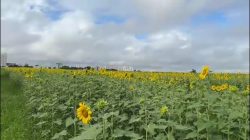 terreno-das-vaquinhas-ganha-nova-plantacao-de-girassois-em-sao-jose-dos-campos