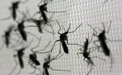 pindamonhangaba-confirma-duas-mortes-por-dengue-no-ano-e-declara-estado-de-emergencia-na-cidade