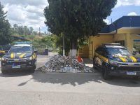 prf-prende-casal-transportando-mais-de-600-kg-de-maconha-na-rodovia-fernao-dias