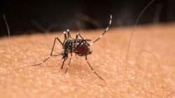 taubate-confirma-2a-morte-por-dengue-em-2024;-cidade-ja-soma-mais-de-1,3-mil-casos-da-doenca