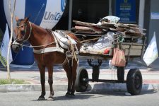 nova-regra-proibe-carroceiros-em-taubate-(sp);-veja-o-valor-da-multa-e-saiba-como-denunciar