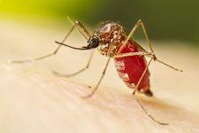 prefeitura-de-santa-branca-decreta-situacao-de-emergencia-por-epidemia-de-dengue