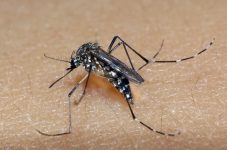 taubate-ultrapassa-2-mil-casos-de-dengue;-prefeitura-usara-drone-para-vistoriar-imoveis-na-segunda-feira-(26)