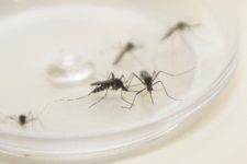 vale-do-paraiba-e-regiao-ja-registraram-mais-de-15,8-mil-casos-de-dengue-em-2024;-veja-os-principais-sintomas