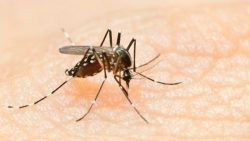 numero-de-casos-de-dengue-no-vale-do-paraiba-e-regiao-em-2024-ja-e-15-vezes-maior-que-o-registrado-no-inicio-do-ano-passado