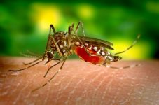 epidemia-de-dengue:-pindamonhangaba-passa-de-5-mil-casos-e-confirma-mais-duas-mortes-pela-doenca